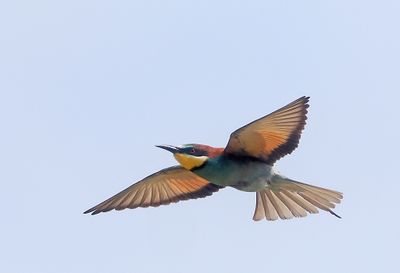 European Beeater ( Biätare ) Merops apiaster - P6122972.jpg