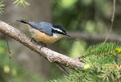 Red-breasted Nuthatch ( Rödbröstad nötväcka ) Sitta canadensis - P6060452.jpg