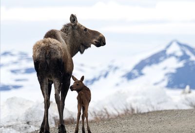 American Moose with calf ( Amerikansk älg med kalv ) Alces americanus - P6051767.jpg