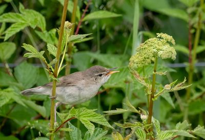 Blyth´s Reed Warbler ( Busksångare ) Acrocephalus dumetorum - P6143046.jpg