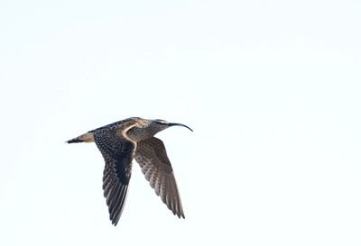 Bristle-thighed Curlew ( Alaskaspov ) Numenius tahitiensis - P6051729.jpg