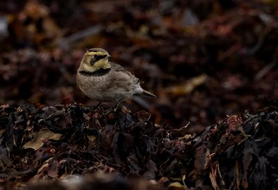 Shore Lark ( Berglärka ) Eremophila alpestris - PB290275.jpg