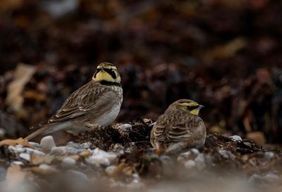 Shore Lark ( Berglärka ) Eremophila alpestris - PB290298.jpg