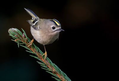 Goldcrest ( Kungsfågel ) Regulus regulus - P1100890.jpg