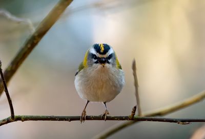 Firecrest ( Brandkronad kungsfågel ) Regulus ignicapilla - P3208435.jpg