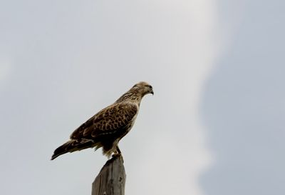 Upland Buzzard ( Mongolvråk ) Buteo hemilasius - P8251283.jpg