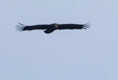 Cinereous Vulture ( Grågam ) Aegypius monachus - P8251289.jpg