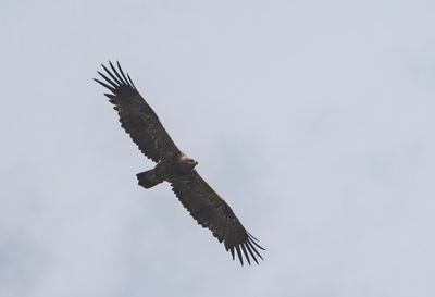 Steppe Eagle ( Stäppörn ) Aquila nipalensis - P8251348.jpg