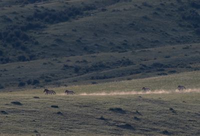Przewalski´s horses - P8251431.jpg