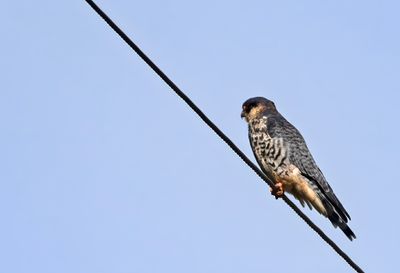 Amur Falcon ( Amurfalk ) Falco amurensis - P8251392.jpg