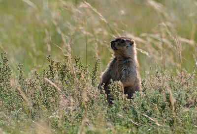 Mongolian Marmot ( Marmota sibirica ) - P8261547.jpg