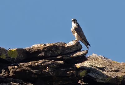 Saker Falcon ( Tatarfalk ) Falco cherrug - P8261600.jpg
