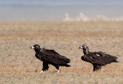 Cinereous Vulture ( Grågam ) Aegypius monachus - P9024162.jpg