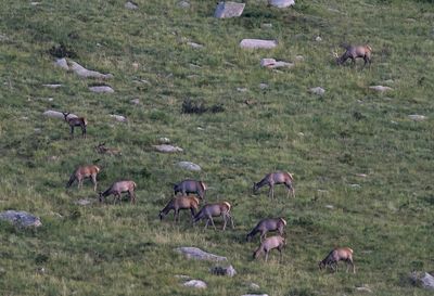 Wapiti ( Wapitihjort ) Cervus canadensis sibiricus - P8251469.jpg