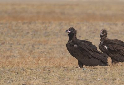 Cinereous Vulture ( Grågam ) Aegypius monachus - P9024146.jpg