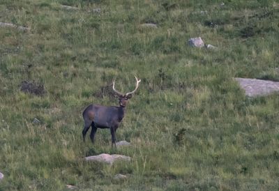 Wapiti ( Wapitihjort ) Cervus canadensis sibiricus - P8251471.jpg