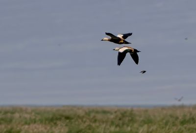 Ruddy Shelduck ( Rostand ) Tadorna ferrruginea - P8271787.jpg
