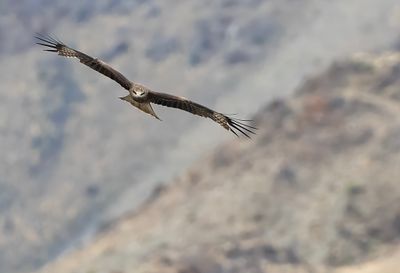 Black Kite ( Brun glada ) Milvus migrans lineatus - P8271941.jpg