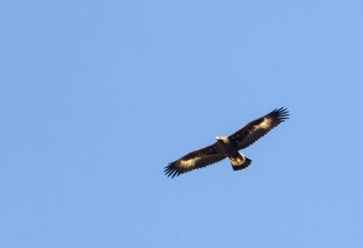 Golden Eagle ( Kungsörn ) Aquila chrysaetos kamtschatica - P8282101.jpg