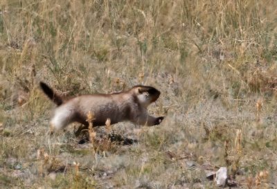 Altai Marmot (Bergsmurmeldjur) Marmota baibacina - P8303222.jpg