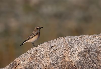 Pied Wheatear ( Nunnestenskvätta ) Oenanthe pleschanka - P8282017.jpg