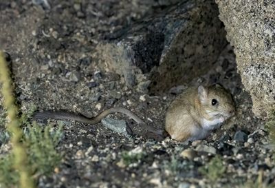 Mongolian Three-toed Jerboa ( Stylodipus andrewsi ) - P8282266.jpg
