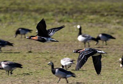 Latest pictures Birds/Nature