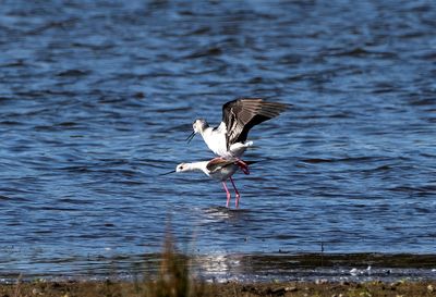 Latest pictures Birds/Nature