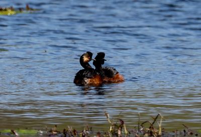 Latest pictures Birds/Nature