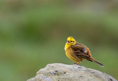 Latest pictures Birds/Nature