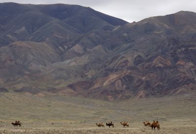 Domestic camels - P8305048.jpg