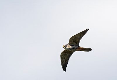 Eurasian Hobby ( Lärkfalk ) Falco subbuteo - P5050370.jpg