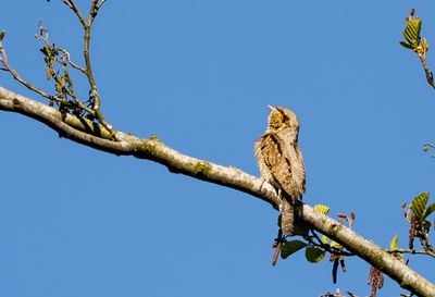 Wryneck ( Göktyta ) Jynx torquilla - P5080507.jpg