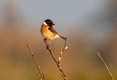 Latest pictures Birds/Nature