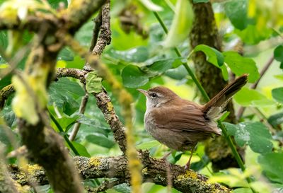 Cetti´s Warbler ( Cettisångare ) Cettia cetti - P5221550.jpg