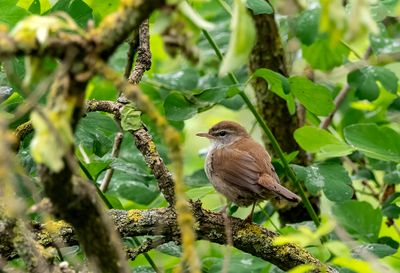Latest pictures Birds/Nature