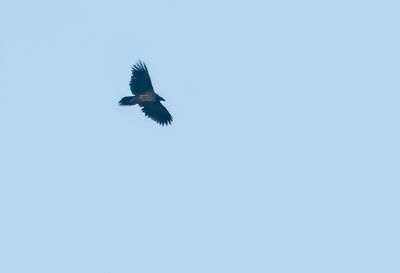 Rare birds in Sweden