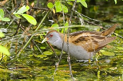 Latest pictures Birds/Nature