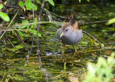 Latest pictures Birds/Nature