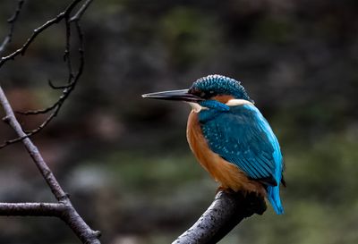 ALCEDINIDAE