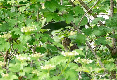 Latest pictures Birds/Nature