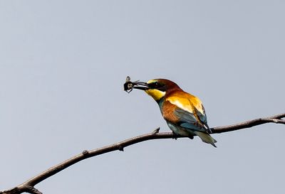 Latest pictures Birds/Nature