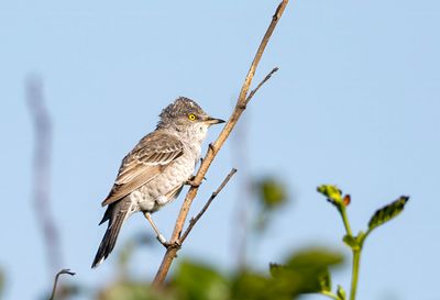 Latest pictures Birds/Nature