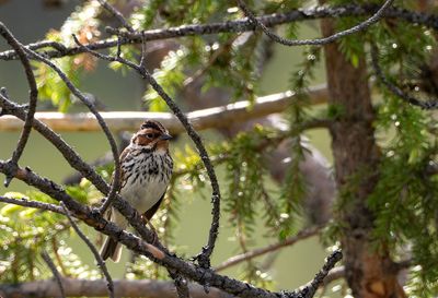 Latest pictures Birds/Nature