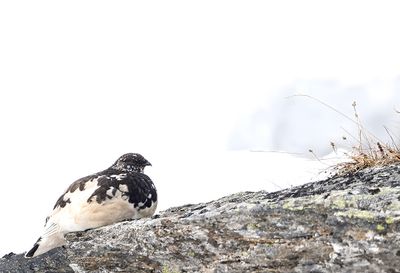 Latest pictures Birds/Nature