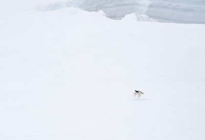 Latest pictures Birds/Nature