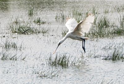 Latest pictures Birds/Nature