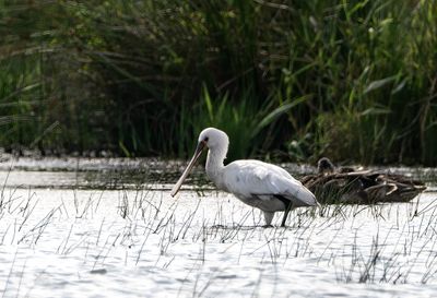 Latest pictures Birds/Nature