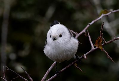 Latest pictures Birds/Nature