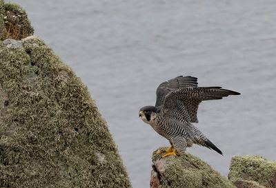 Latest pictures Birds/Nature